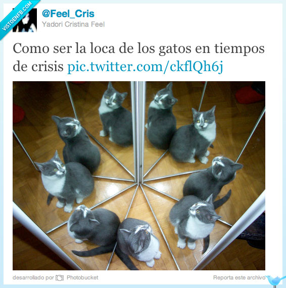 gato,loca de los gatos,espejo