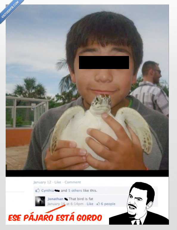 facebook. fb,gordo,pájaro,wtf,tortuga