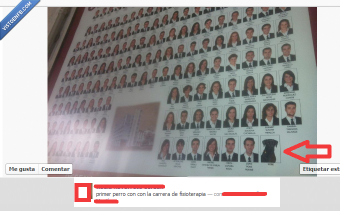 orla,graduado,fisioterapeuta,perro,wtf