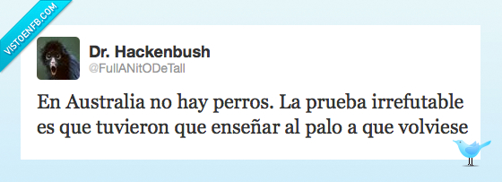 Australia,perro,animales,boomerang