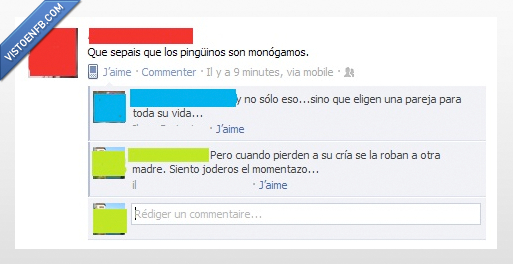 amor,pingüino,robar,crías,pareja,momentazo,monógamo,toda,vida