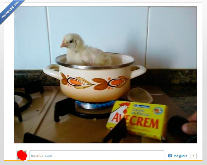 caldo,ningun pollito sufrio,pollo,cocinar,avecrem,broma,olla,fuego