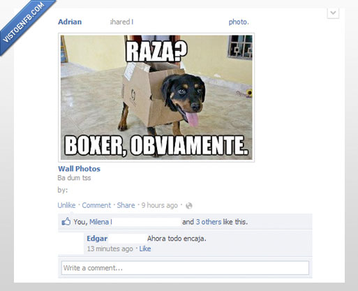 malo,chiste,caja,boxer,perro