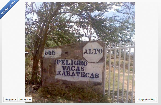 vacas,aviso,karatekas,gracioso,pelear