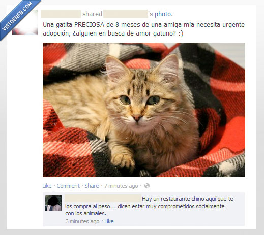 gatos,animales,chinos,a la parrilla sabe mejor,adoptar,amor