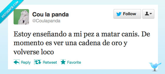 pez,matar,canis,cadena,oro,volverse,loco