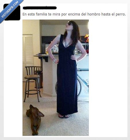 perro,familia,hombro,Mirar,soberbia