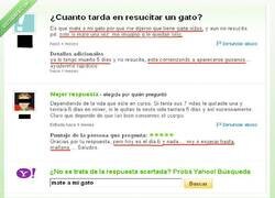 Enlace a Resucitar al gato