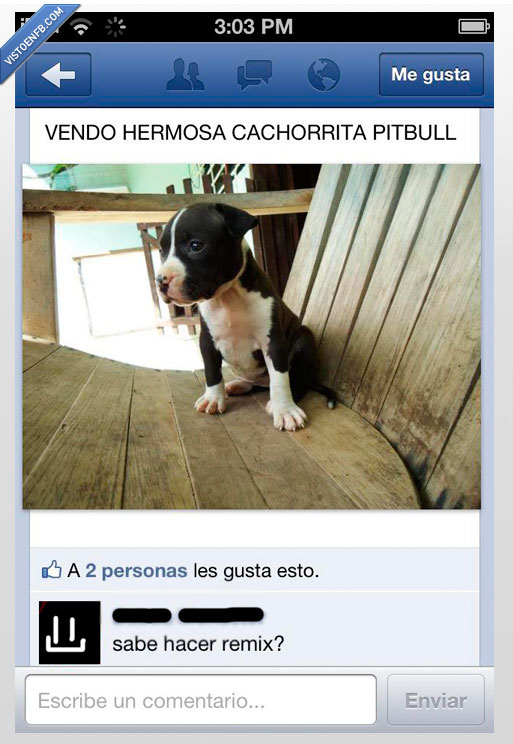 foto,Pitbull,remix,perro,cachorro