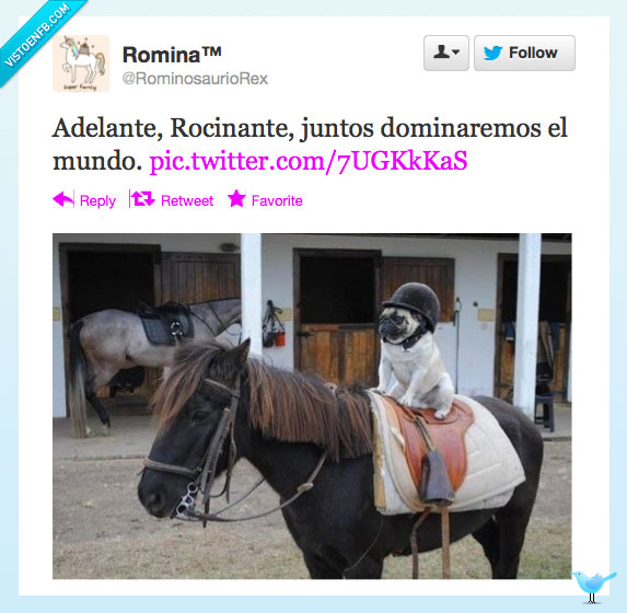 Rocinante,Don Quijote,perro,pony,establo,pug,carlino,caballo