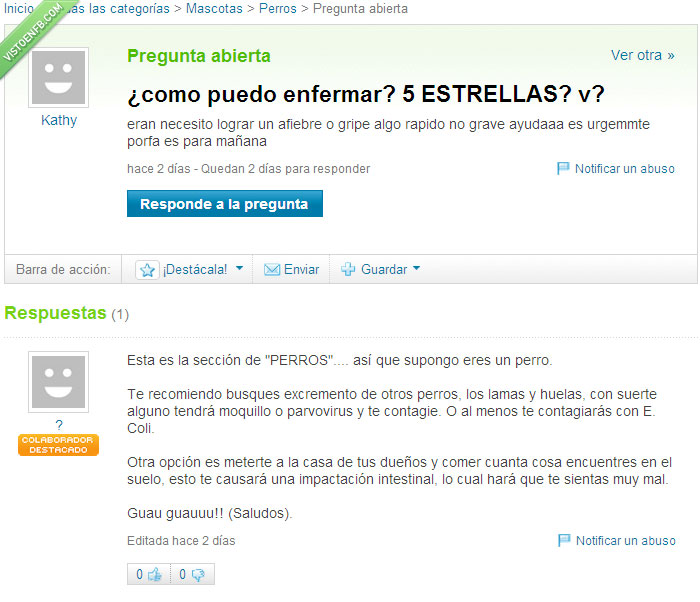 perro,pregunta absurda,yahoo,respuestas,enfermo,heces