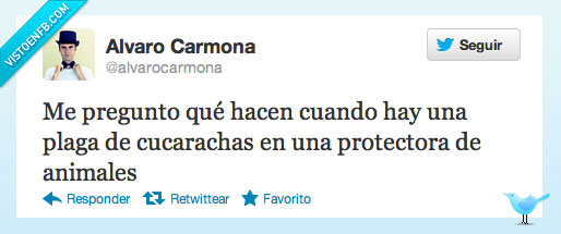 plaha,cucaracha,bicho,protectora,animales