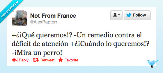 atencion,deficit,remedio,queremo,tda,perro