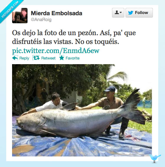 pezón,pez,animal,grande