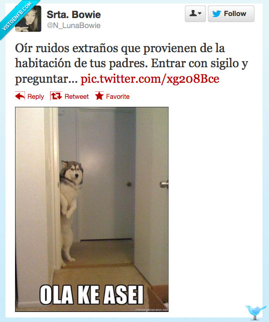 mirar,habitacion,padres,ola ke ase,perro,ola ke asei,husky