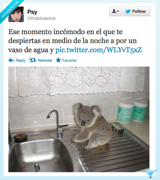 koala,cocina,noche,vaso,agua,despertar,incómodo,momento,twitter