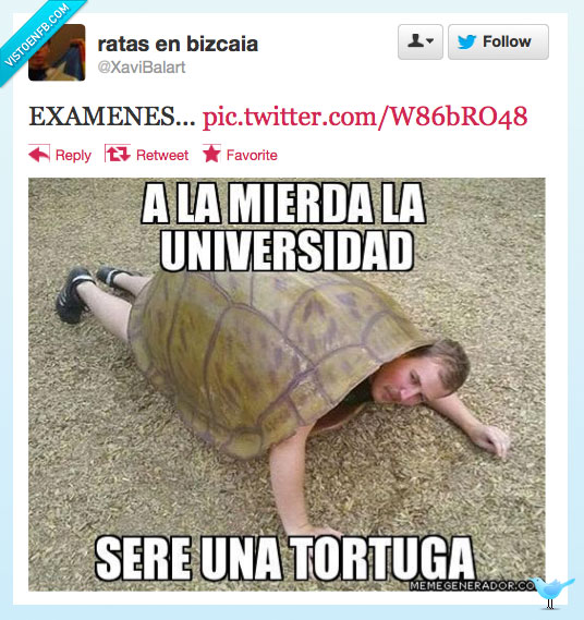 universidad,examenes,estudios,tortuga