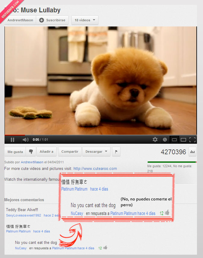 youtube,guiris,troll,chino,perro,perrito,cachorro,comer