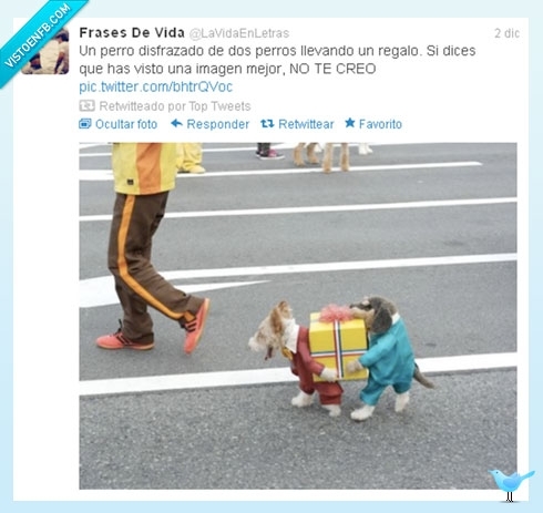 perros,disfraz,regalos,twitter