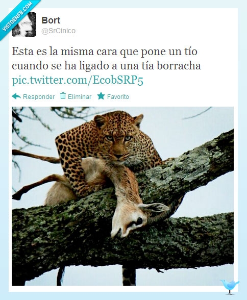 cazador,hombre,tio,borracha,cazando,leopardo