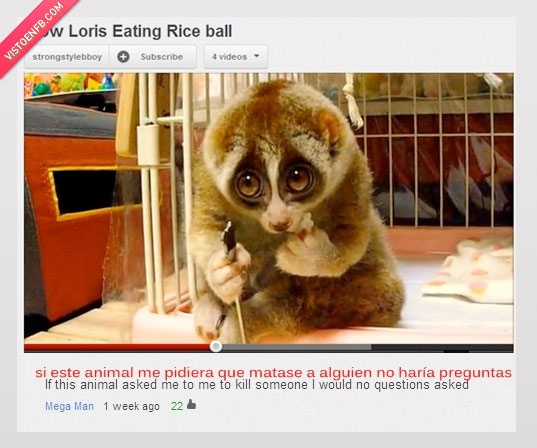 sin preguntas,youtube,asesinar,animal