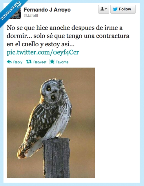 dormir,dolor,cuello,torticolis,buho