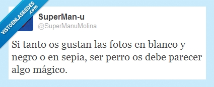 blanco y negro,fotos,perro,sepia