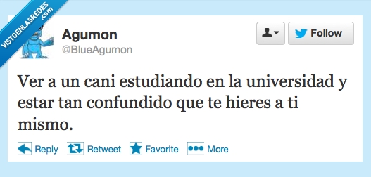 biblioteca,tan confuso que se hirio a si mismo,cani