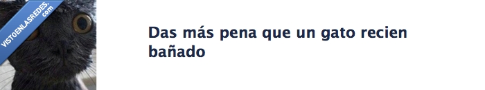 bañado,recien,gato,pena,mojado