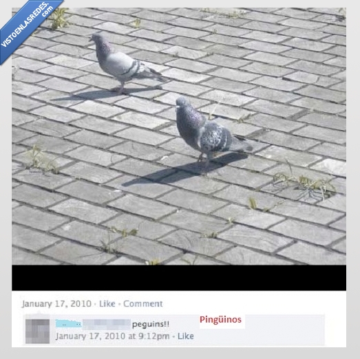 palomas,pingüinos,gente tonta