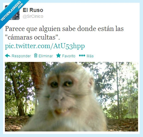 igual,mono,camaras,ocultas,foto,coqueto