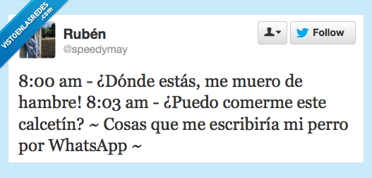 hambre,comer,calcetin,whatsapp,movil,perro