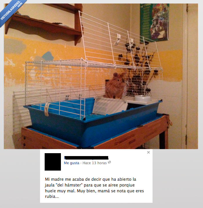 hamster,cobaya,animal,conejillo de indias,jaula,ventile