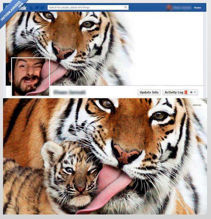photoshop,bebe,tigre,portada,foto,tierno