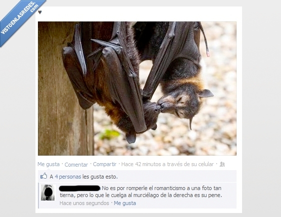 murciélago,beso,amor,romantico,foto