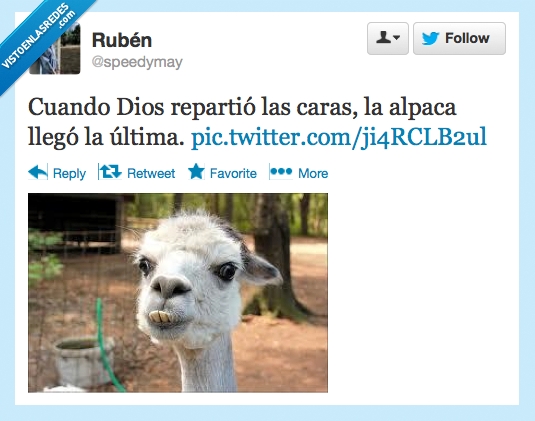 alpaca,fea,animal,dios,cara,reparto,repartio,caras