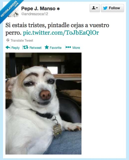 pintar,cejas,perro,triste,mirada