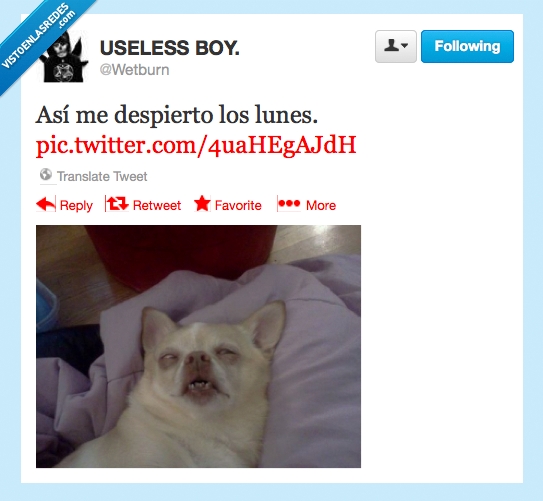 yonki,resaca,muerto,zombie,lunes,perro