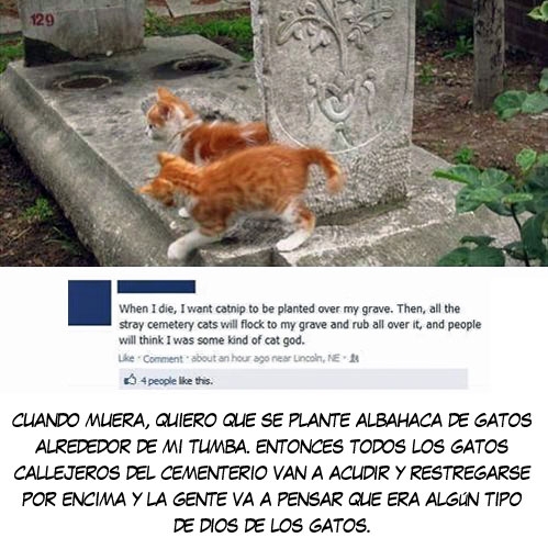 restregarse,catnip,gatos,cementerio,tumba