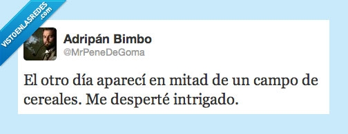 intrigado,trigo,cereales,despertarse