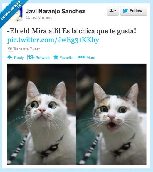 Gato,amor,disimular,hombre,mujer,mirada