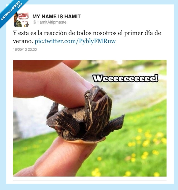 dia,primer,feliz,Verano,tortuga,weeeeeeee