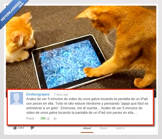 iPad,peces,5 minutos,fácil,entretenerse,gatos,vídeo,youtube