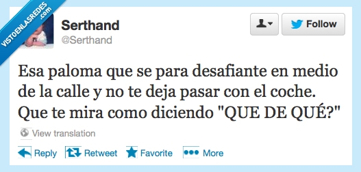 mirar,Palomas,medio,calle,desafiante