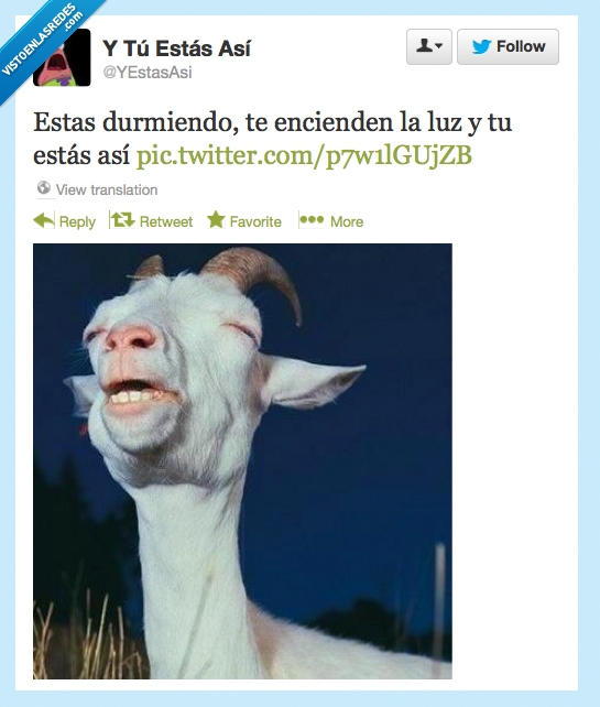 dormir,cabra,oscuridad,durmiendo,luz,cara