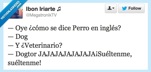 loco,dogtor,veterinario,perro,doctor