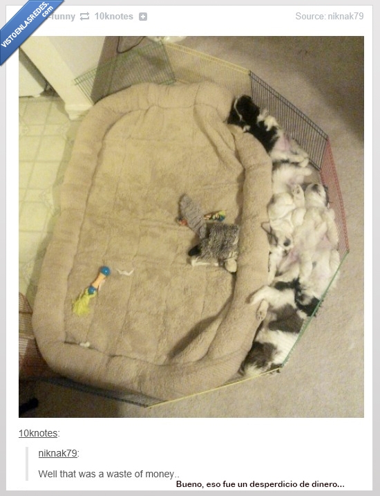 tumblr,hueco,cama,colchón,mascotas,dinero,desperdicio