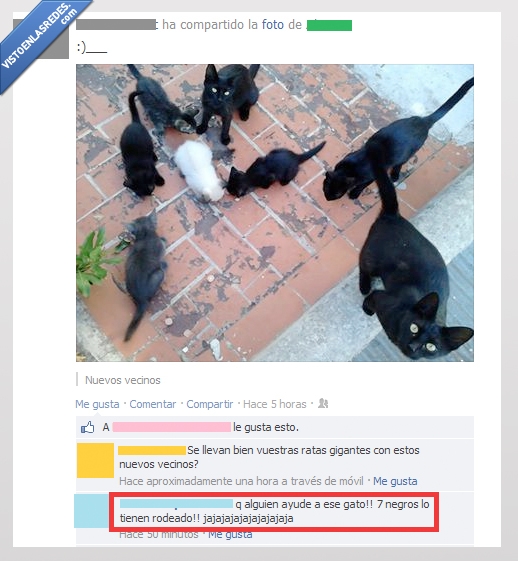 gato,negro,rodeado,blanco,broma,foto