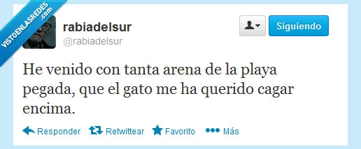 arena,playa,gato,cagar,encima