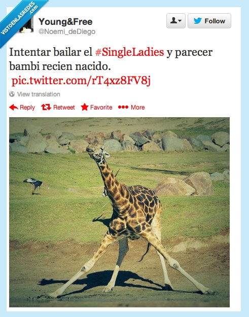 single ladies,jirafa,bambi,bailar